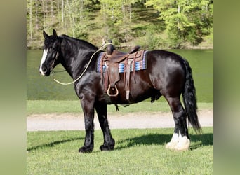 Shire Horse Mix, Gelding, 6 years, 16.2 hh, Black