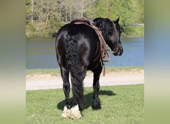 Shire Horse Mix, Gelding, 6 years, 16.2 hh, Black