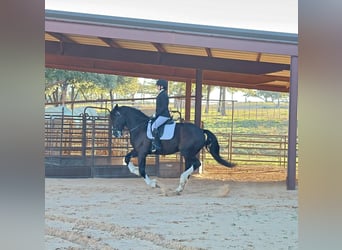 Shire Horse Mix, Gelding, 6 years, 16 hh, Black