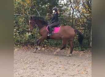 Shire Horse Mix, Wallach, 6 Jahre, 17,1 hh, Brauner