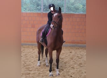 Shire Horse Mix, Wallach, 6 Jahre, 17,1 hh, Brauner