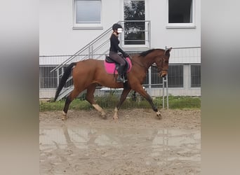 Shire Horse Mix, Wallach, 6 Jahre, 17,1 hh, Brauner