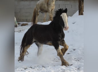 Shire Horse, Gelding, 6 years, 17 hh, Bay-Dark