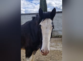 Shire Horse, Gelding, 6 years, 17 hh, Bay-Dark