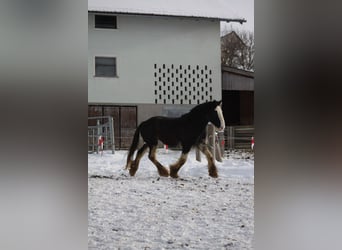 Shire Horse, Gelding, 6 years, 17 hh, Bay-Dark