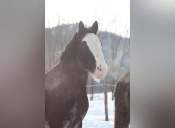 Shire Horse, Gelding, 6 years, 17 hh, Bay-Dark