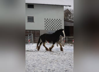 Shire Horse, Gelding, 6 years, 17 hh, Black