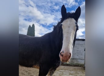 Shire Horse, Gelding, 6 years, 17 hh, Black