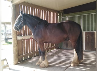 Shire Horse, Gelding, 6 years, 18 hh, Black