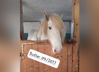 Shire Horse, Gelding, 7 years, 17,1 hh, Gray