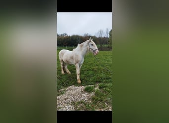 Shire Horse, Gelding, 7 years, 17,1 hh, Gray