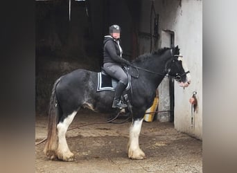 Shire Horse, Gelding, 7 years, 17 hh, Bay-Dark