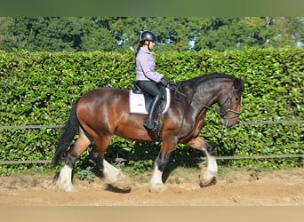 Shire Horse, Gelding, 7 years, 17,1 hh, Bay-Dark