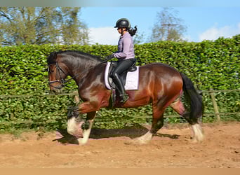 Shire Horse, Gelding, 7 years, 17,1 hh, Bay-Dark
