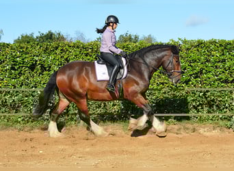 Shire Horse, Gelding, 7 years, 17,1 hh, Bay-Dark