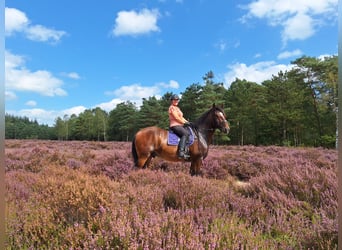 Shire Horse, Gelding, 7 years, 17,1 hh, Bay-Dark