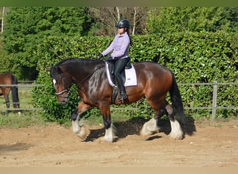 Shire Horse, Gelding, 7 years, 17,1 hh, Bay-Dark