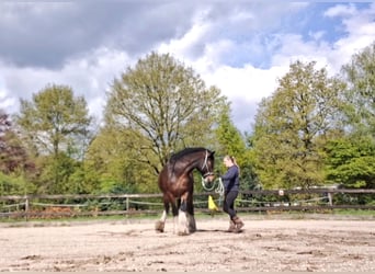 Shire Horse, Gelding, 7 years, 17,1 hh, Bay-Dark