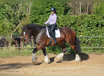 Shire Horse, Gelding, 7 years, 17,1 hh, Bay-Dark