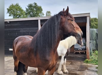 Shire Horse, Gelding, 7 years, 17,1 hh, Bay-Dark