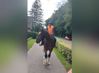 Shire Horse, Gelding, 7 years, 17,1 hh