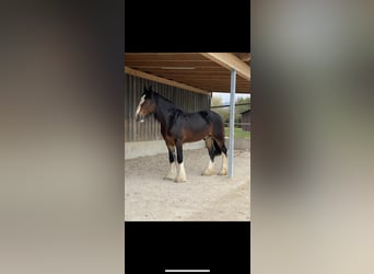 Shire Horse, Gelding, 7 years, 18.2 hh