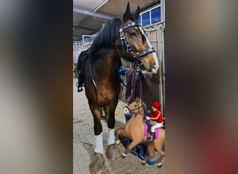 Shire Horse, Gelding, 7 years, 18 hh, Brown