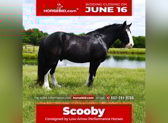 Shire Horse Mix, Gelding, 8 years, 16,1 hh, Black