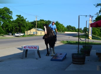 Shire Horse Mix, Gelding, 8 years, 16,1 hh, Black