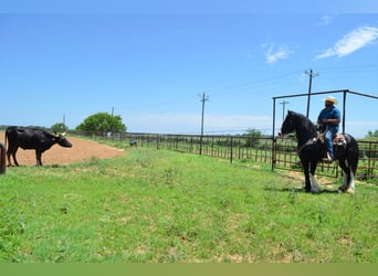 Shire Horse Mix, Gelding, 8 years, 16,1 hh, Black