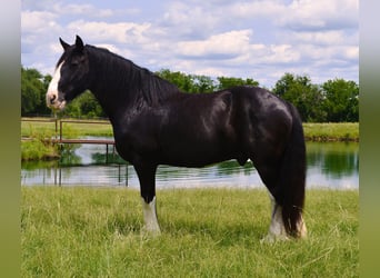 Shire Horse Mix, Gelding, 8 years, 16,1 hh, Black