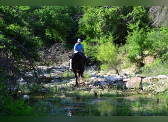 Shire Horse Mix, Gelding, 8 years, 16,1 hh, Black
