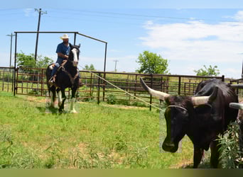 Shire Horse Mix, Gelding, 8 years, 16,1 hh, Black