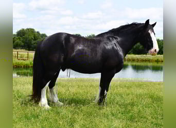 Shire Horse Mix, Gelding, 8 years, 16,1 hh, Black