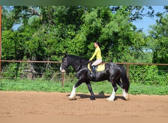 Shire Horse Mix, Gelding, 8 years, 16,1 hh, Black