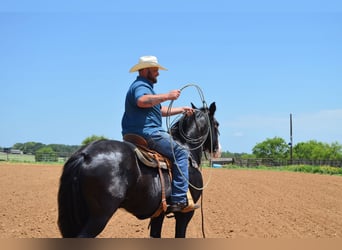 Shire Horse Mix, Gelding, 8 years, 16,1 hh, Black