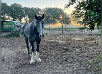 Shire Horse, Gelding, 8 years, 18 hh, Grey-Dapple