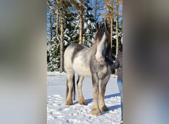 Shire Horse, Gelding, 9 years, 18.2 hh, Sabino