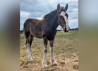 Shire Horse, Gelding, Foal (05/2025), 17,2 hh, Bay-Dark