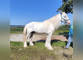 Shire Horse, Hengst, 10 Jahre, 193 cm, Schimmel