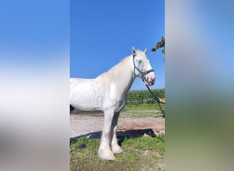 Shire Horse, Hengst, 10 Jahre, 193 cm, Schimmel