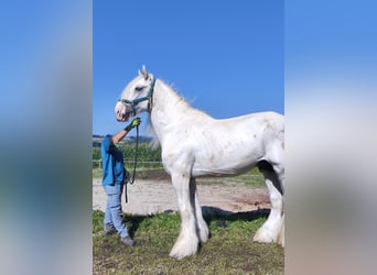 Shire Horse, Hengst, 10 Jahre, 193 cm, Schimmel