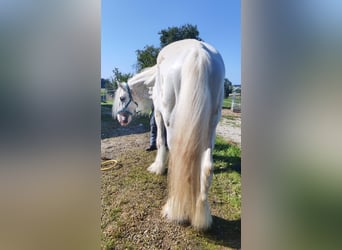 Shire Horse, Hengst, 10 Jahre, 193 cm, Schimmel