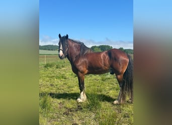 Shire Horse, Hengst, 11 Jahre, 187 cm, Brauner