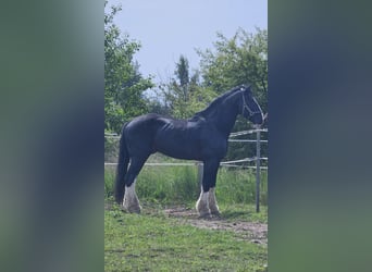 Shire Horse, Hengst, 15 Jahre, 190 cm, Rappe