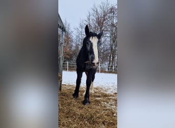 Shire Horse, Hengst, 1 Jahr, 160 cm, Kann Schimmel werden