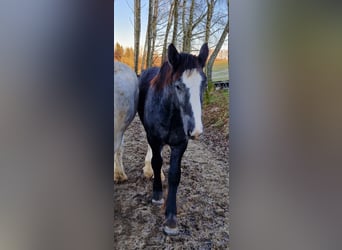 Shire Horse, Hengst, 1 Jahr, 160 cm, Kann Schimmel werden