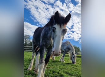 Shire Horse, Hengst, 1 Jahr, 180 cm, Schimmel