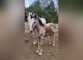 Shire Horse, Hengst, 1 Jahr, 180 cm, Schimmel