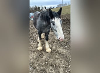 Shire Horse, Hengst, 1 Jahr, 180 cm, Schimmel